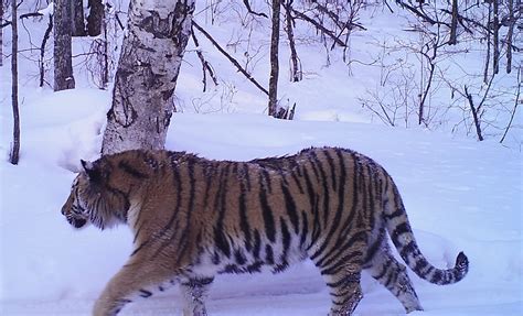 Siberian Tiger Tracking Tour To Russia Royle Safaris 4 Mammal
