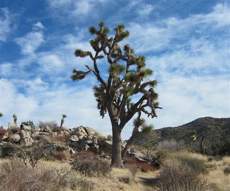 Joshua Tree Np Black Rock 1733a From Trails Around The Bl Flickr
