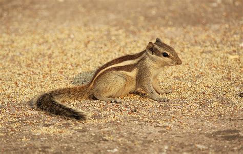 1920x1080 Wallpaper White Beige And Brown Squirrel Peakpx