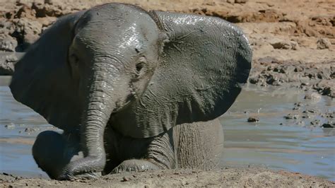 Lambs & ivy® indigo elephant baby blanket in blue/white. Baby Elephant takes her First Bath | BBC Earth - YouTube