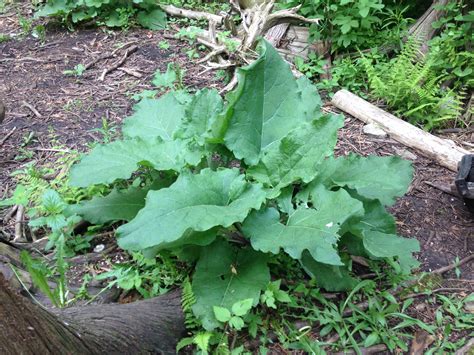 Common Burdock — To Know The Land