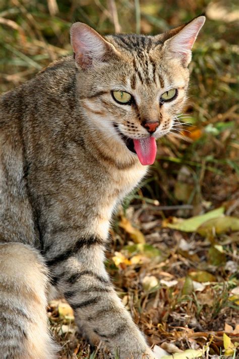 Felis nigripes is the smallest african cat, and is endemic in the south west arid zone of the southern african subregion. African Wildcat - Google Search | Smaller Wild Cats ...