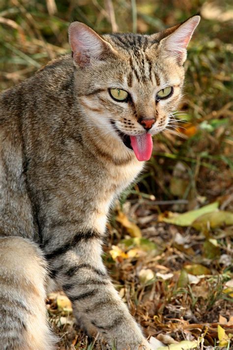 They are good hunters and can catch. African Wildcat - Google Search | Smaller Wild Cats ...