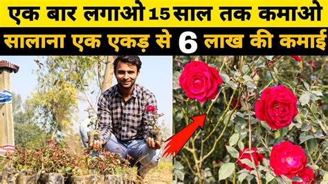 देसी गुलाब की खेती से करें लाखो की कमाई Gulab Ki Kheti Start Kaise