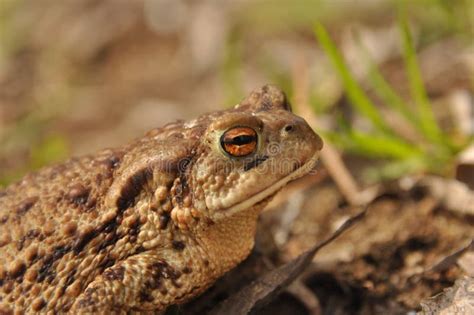 Toad Amphibian During The Spring Awakening And Mating Stock Image