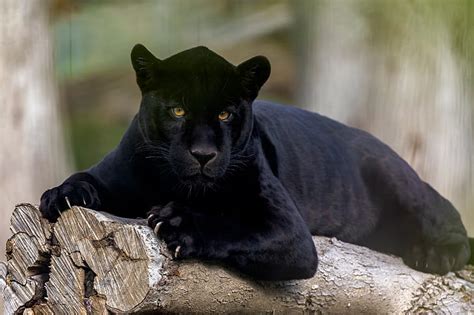 Hd Wallpaper Cats Black Panther Big Cat Wildlife Predator Animal