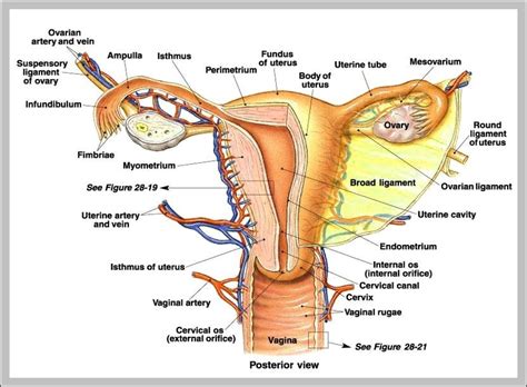 The internal female genitalia the internal genitals include paired ovaries and oviducts (fallopian tubes), the uterus, and the vagina. Inside The Body Diagram - Human Anatomy