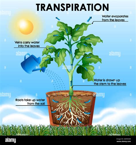 Diagram Showing Transpiration With Plant And Water Stock Vector Image