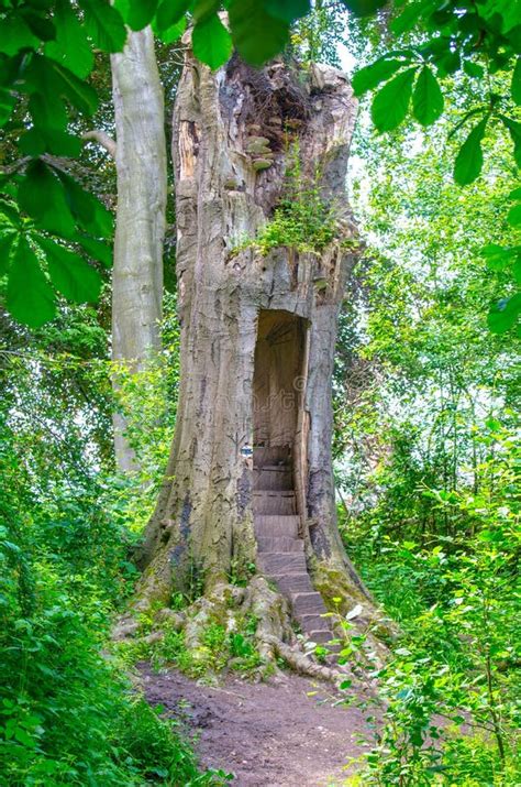 Magical Enchanted Tree House Entrance Stock Image Image Of House