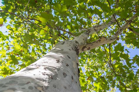 Beautiful Trees With White Bark And Where To Find Them