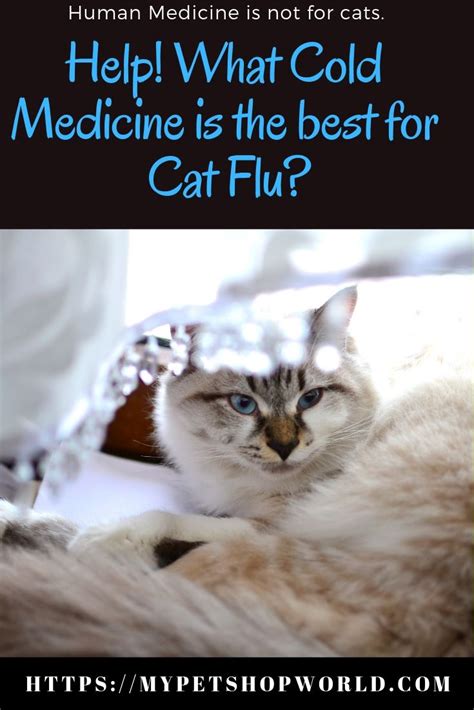 Learn how to pick the right one for your cold symptoms. Help! What Cold Medicine is the best for my cat. | Cats ...