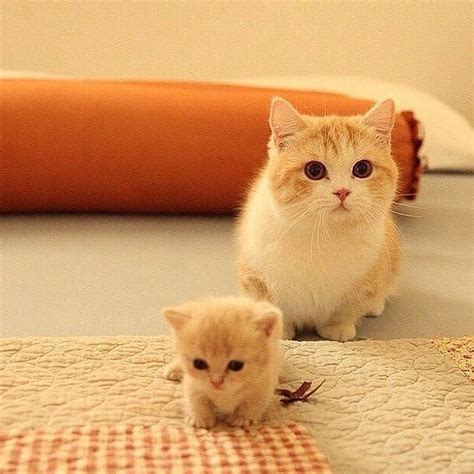 Kitten And Her Mom R Aww