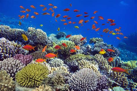 Colorful Coral Reef At The Bottom Of Tropical Sea Stock Image Image