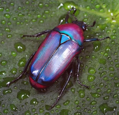 Colorful African Fruitflower Beetle Also Called Purple Jewel Beetle From Tanzan Sponsored