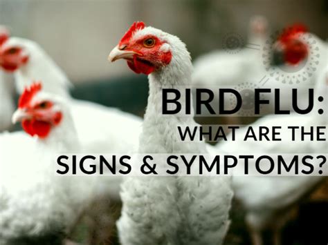 Bird Flu Symptoms Bird Flu Avian Influenza A H5n1 Biken Shrestha