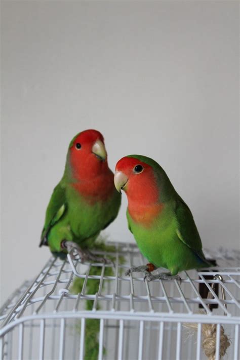 Lovebirds are birds of the genus agapornis. A Pair of lovebirds for sale with cage | Leeds, West ...