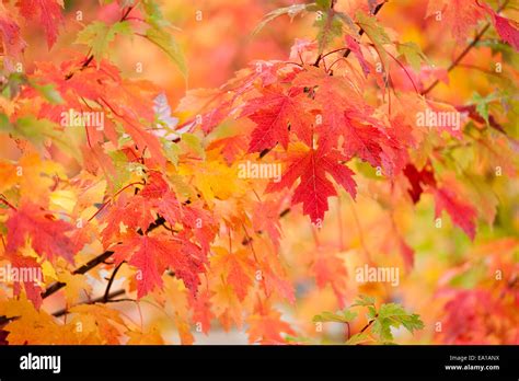 Fall Foliage Norway Maple Trees Hi Res Stock Photography And Images Alamy