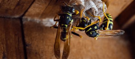Lately, i've noticed a hornet/wasp tripping my security motion cameras at home. What Attracts Wasps And How To Keep Them Away | Wasp ...