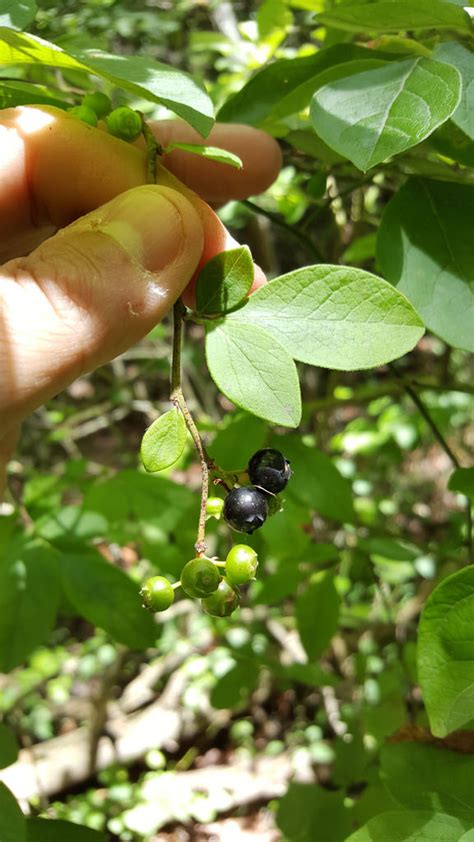 Maryland Biodiversity Project Hairy Highbush Blueberry Vaccinium