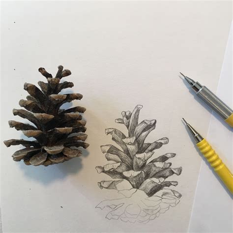 25 09 2016 Pencil Sketch Of Pine Cone Botanical Drawings Drawings