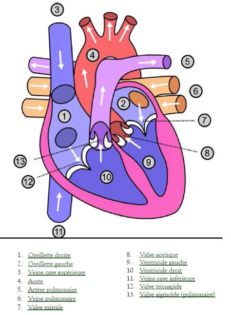 Cabinet De Cardiologie Et D Explorations Cardio Vasculaires Dr Nadia Srairi Anatomie Du Coeur