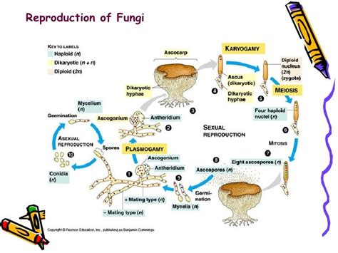 Senthil Prabhu Sivasamy Reproduction Cycle Of Fungi