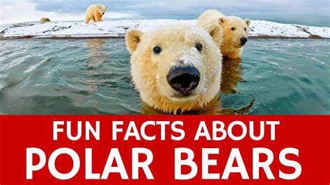 Children will love reading the crazy, cool, strange, weird, odd and funny information as well as did you know facts and other interesting animal info that will help them learn a learning about animals is great fun. Interesting Facts about Polar Bears - Educational Video for Kids and School Learning - YouTube