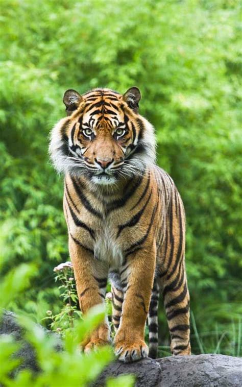 Mapping tools and satellite imagery can help scientists to study the ranges and habitat types of big cat populations throughout the world. Asian or Bengal tiger facts | Tiger pictures, Tiger facts ...