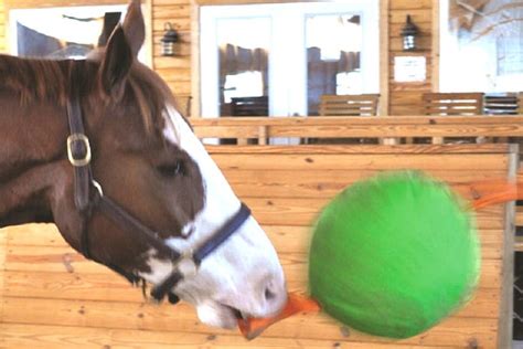 Jolly Ball For Horses Tug 14 Ball Enrichment Toy