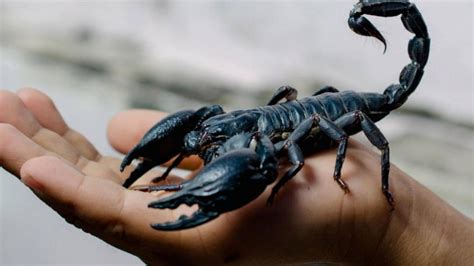 Escorpión Curiosidades Características Dónde Vive Qué Come Y Fotos