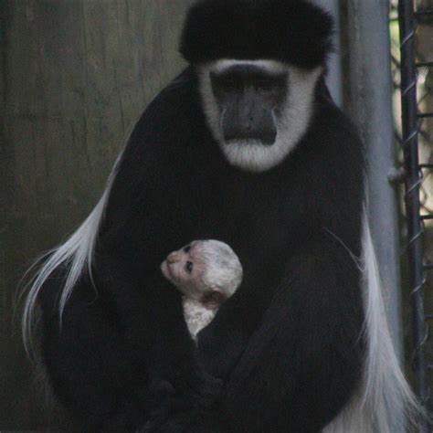 Mesker Park Zoo Announces The Names Of Two Colobus Monkeys Born In November