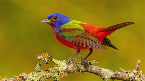 Painted Bunting Print On Canvas By Manufan63