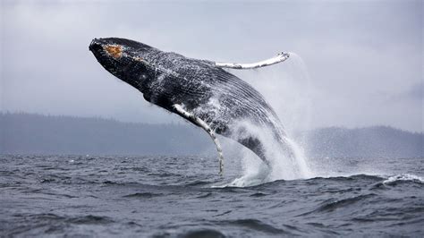 Whales Jumping Out Of The Sea Water Wallpapers And Images Wallpapers