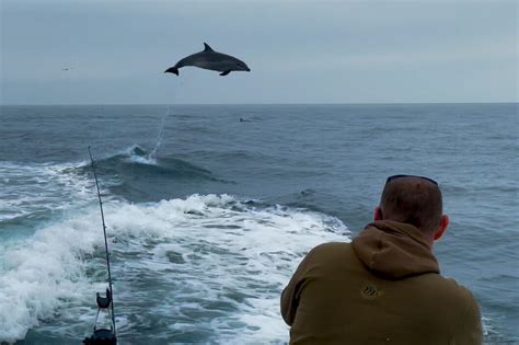 Largest Dolphin Leap Ever Recorded In Brighton And Sussex 290621