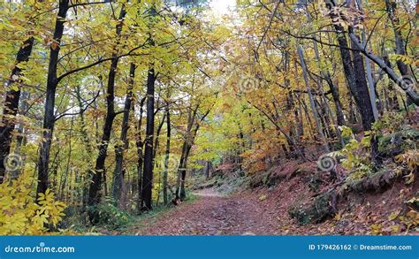 Peaceful Path In Autumn Forest Stock Photo Image Of Grateful