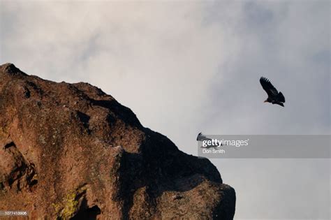Condors In Flight Pinnacles National Park High Res Stock Photo Getty