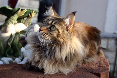 Maine coon cats are known for their size, intelligence and gentle, playful personalities which makes them the maine coons coat is long and flowing but is generally manageable because the coat is soft and glossy. Maine Coon Cat Personality, Characteristics and Pictures ...
