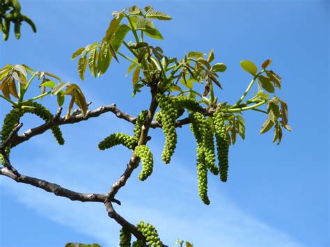 Free Images Tree Nature Branch Blossom Sky Sunlight Leaf