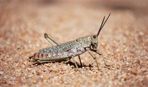 Uae's tourism outlook brightens on vaccine rollout. Saudi Arabia continues to fight desert locust swarms ...