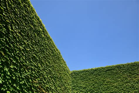 7 Best South Florida Privacy Hedges Beautiful Boundaries