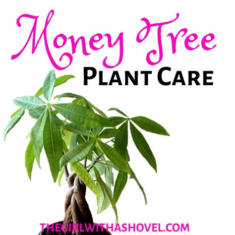 How To Keep Your Money Tree Alive Money Tree Plant Money Tree Plant