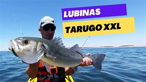 ⚠️pesca De Lubinas Al CurricÁn Lubina Xxl Pesca En Kayak Youtube