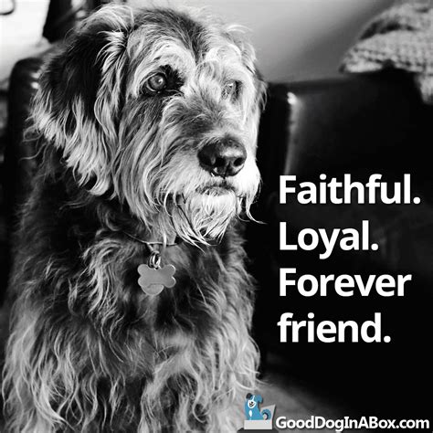Dog Quotes Forever Friend Good Dog In A Box
