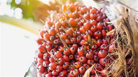 Palm Oil Tree Stock Image Image Of Fruit Palm Plant 152599051