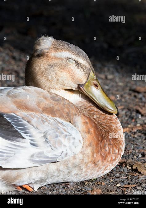 Mallard Duck Sleeping Stock Photo Alamy