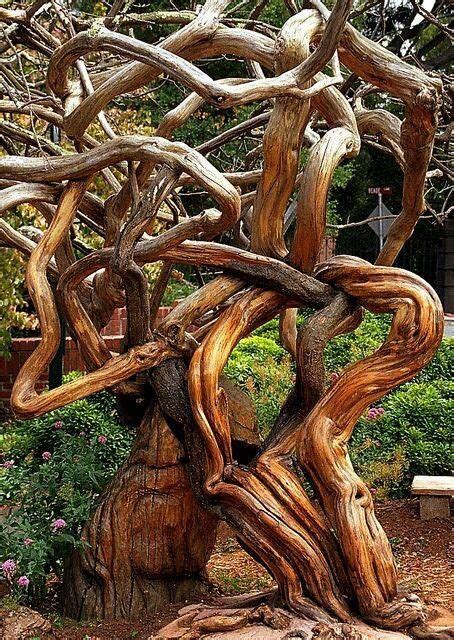 Amazing Nature Trees Beautiful Gorgeous Weird Trees Dame Nature