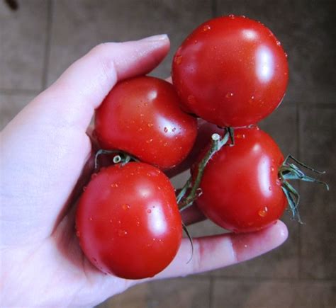 Campari Tomatoes Melanie Cooks