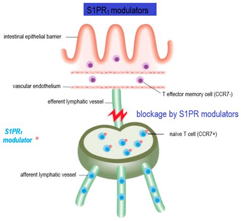 S1p In Multiple Sclerosis Encyclopedia Mdpi