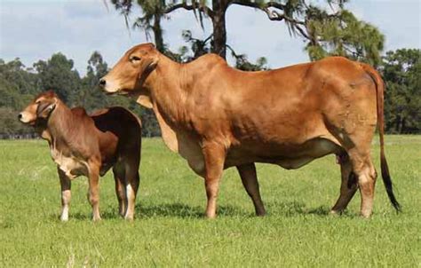 Cattle for sale lot 7: BRAHMAN CATTLE FOR SALE