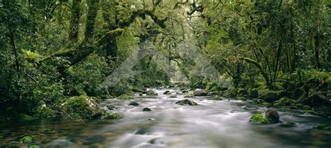 Lush Green Native Forest And The Wild Natives River In Bligh Sound In
